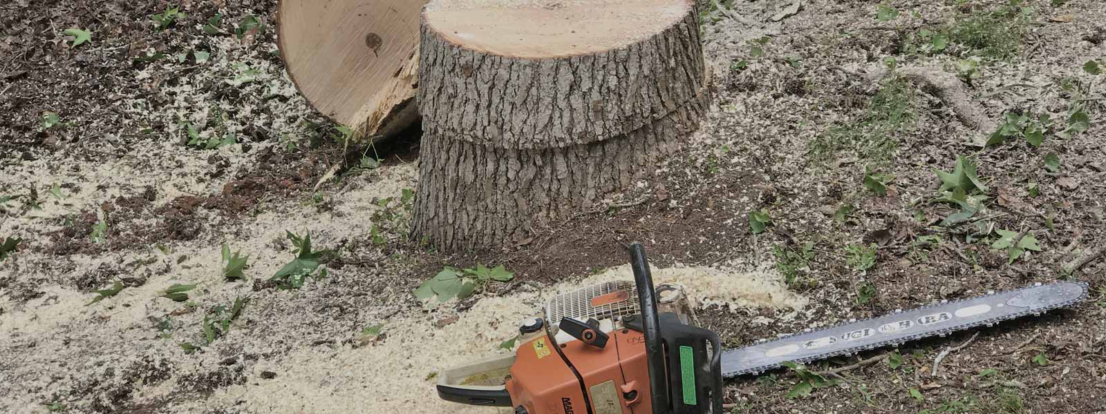 White Oak Tree Service Atlanta Tree Removal Services White Oak Tree Service Llc