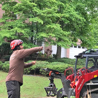 Georgia Tree Removal Experts