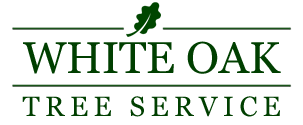 White Oak Tree Service | Atlanta Tree Removal Services